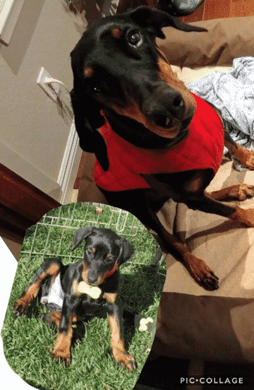 In Memory of Zeena